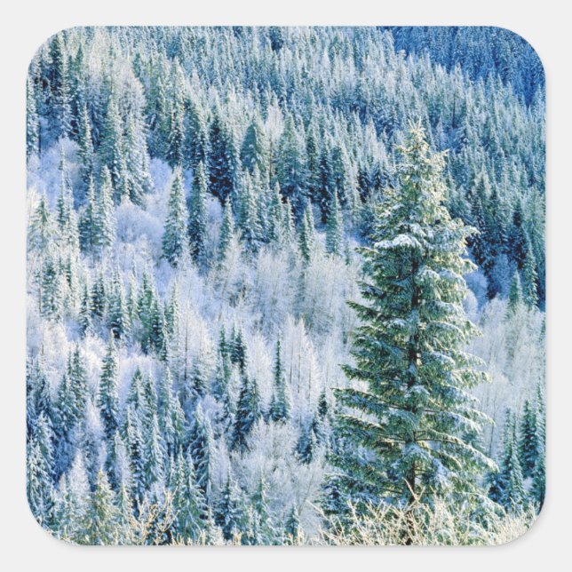 USA, Washington, Spokane Staat Park, Aspen Quadratischer Aufkleber (Vorderseite)