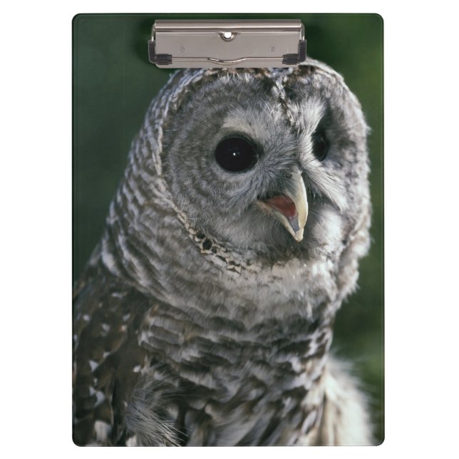 USA, Washington-Staat. Abgehaltene Eule (Strix Klemmbrett (Vorderseite)