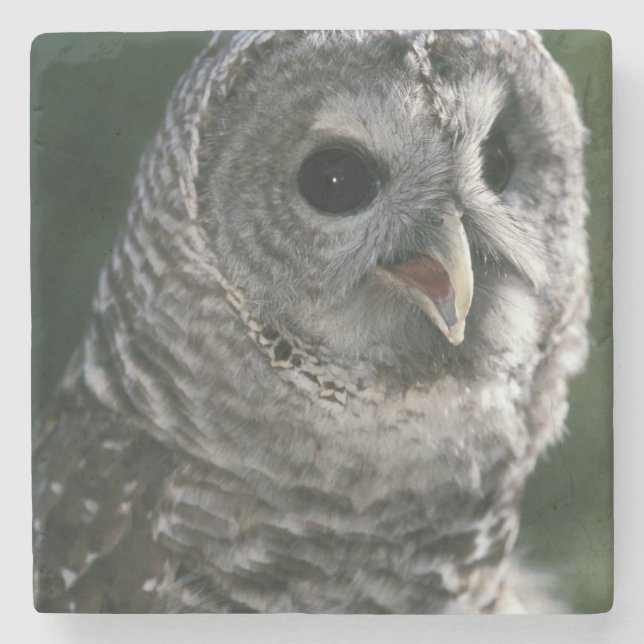 USA, Washington-Staat. Abgehaltene Eule (Strix Steinuntersetzer (Vorderseite)