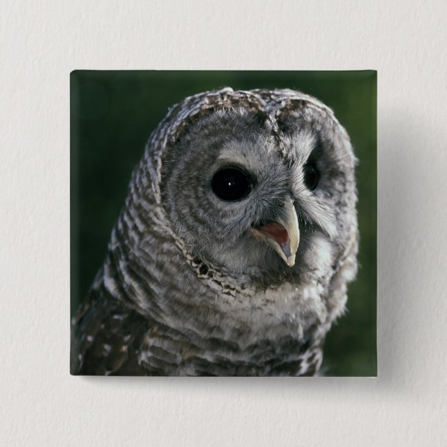 USA, Washington Staat. Barred Owl (Strix varia) Button (Vorderseite)