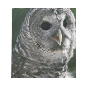 USA, Washington Staat. Barred Owl (Strix varia) Notizblock