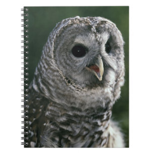 USA, Washington Staat. Barred Owl (Strix varia) Notizblock