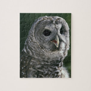 USA, Washington Staat. Barred Owl (Strix varia) Puzzle