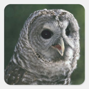 USA, Washington Staat. Barred Owl (Strix varia) Quadratischer Aufkleber