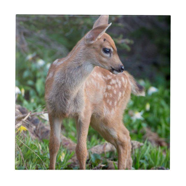USA, Washington Staat. Blacktail Deer Fawn Fliese (Vorderseite)