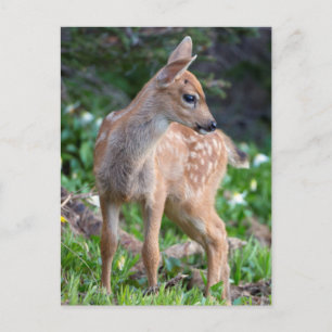 USA, Washington Staat. Blacktail Deer Fawn Postkarte
