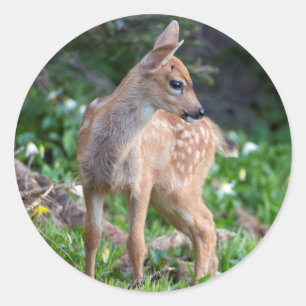 USA, Washington Staat. Blacktail Deer Fawn Runder Aufkleber