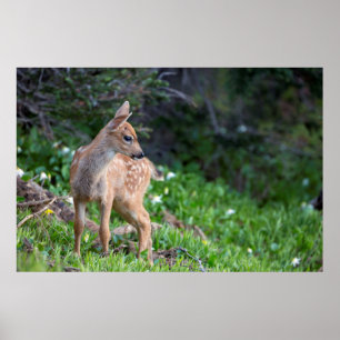 USA, Washington-Staat. Blacktail Rotwild-Kitz Poster