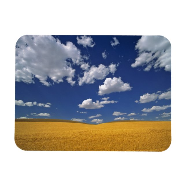 USA, Washington Staat, Colfax. Reißgerste trifft s Magnet (Horizontal)