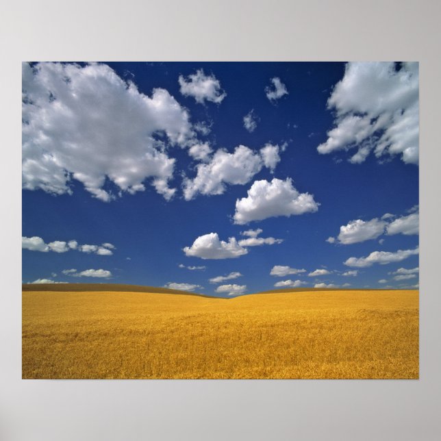 USA, Washington Staat, Colfax. Reißgerste trifft s Poster (Vorne)