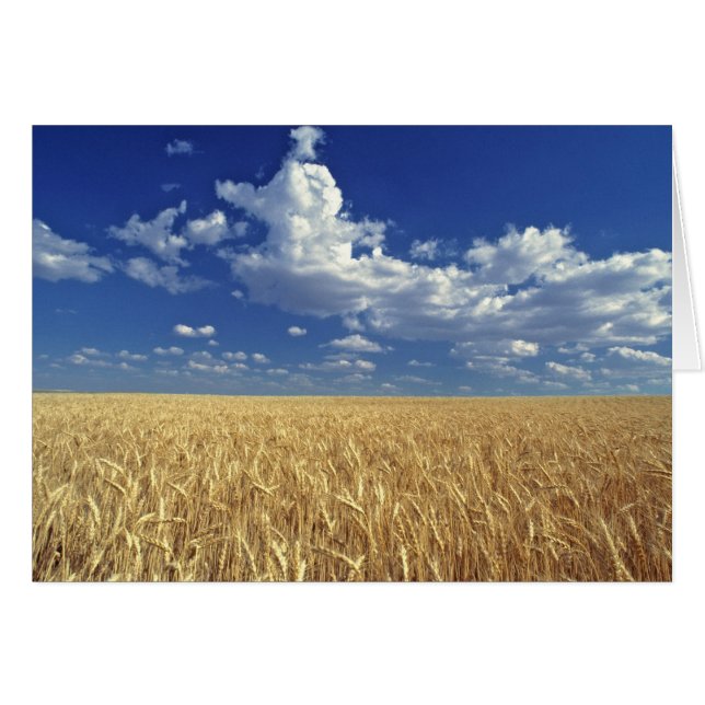 USA, Washington Staat, Colfax. Reizweizen (Vorderseite (Horizontal))