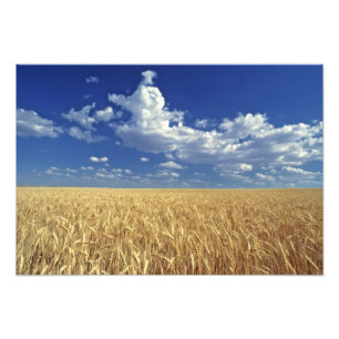 USA, Washington Staat, Colfax. Reizweizen Fotodruck