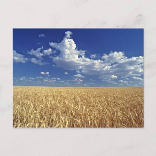 USA, Washington Staat, Colfax. Reizweizen Postkarte (Vorderseite)