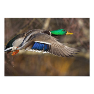USA, Washington Staat, Mallard, Mann, Fliege. Fotodruck