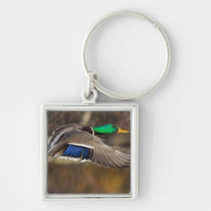USA, Washington Staat, Mallard, Mann, Fliege. Schlüsselanhänger