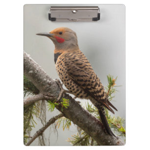 USA, Washington Staat. Männlicher Nordflicker 2 Klemmbrett