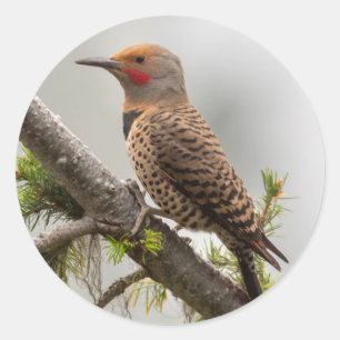 USA, Washington Staat. Männlicher Nordflicker 2 Runder Aufkleber