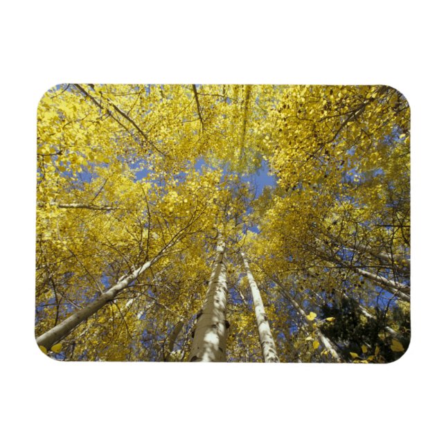 USA, Washington, Stevens Pass Herbstfarbene Aspen Magnet (Horizontal)