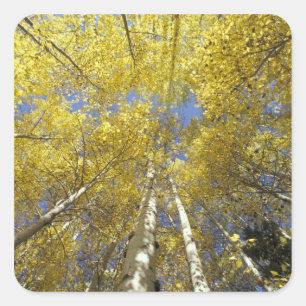 USA, Washington, Stevens Pass Herbstfarbene Aspen Quadratischer Aufkleber