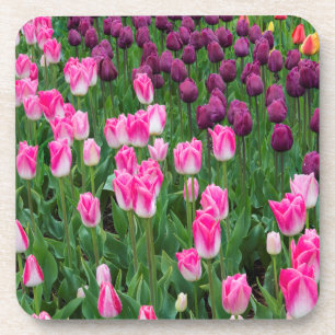 USA, Washington. Tulpen in Blüte Getränkeuntersetzer