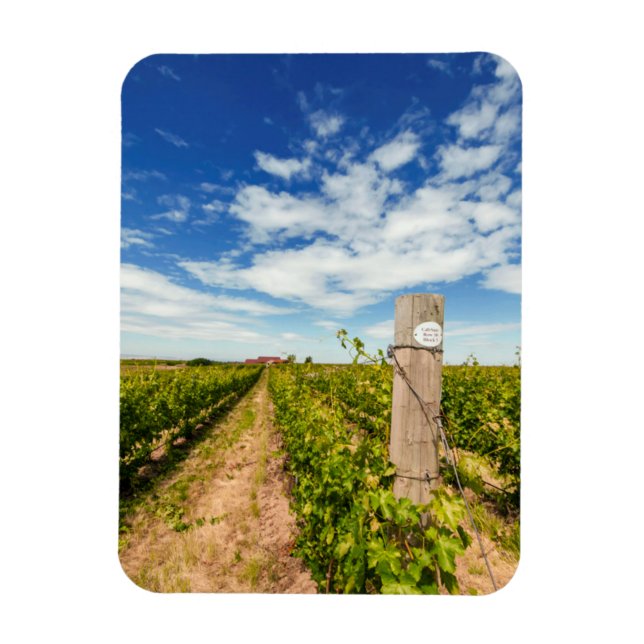 USA, Washington, Walla. Cabernet Sauvignon Magnet (Vertikal)
