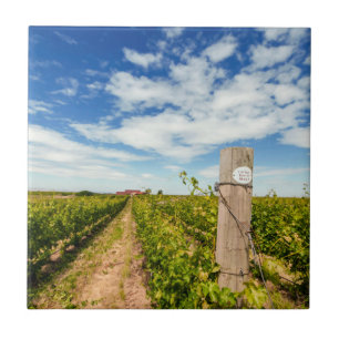 USA, Washington, Walla Walla. Cabernet Sauvignon Fliese