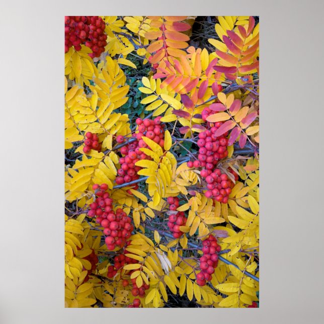 USA, Washington, Western Mountain Ash, Okanogan Poster (Vorne)