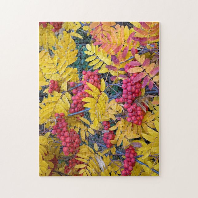 USA, Washington, Western Mountain Ash, Okanogan Puzzle (Vertikal)