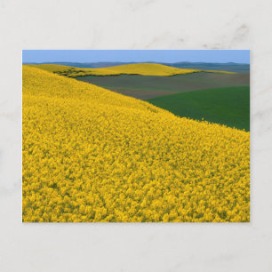 USA, Washington, Whitman County, Palouse, Raps Postkarte