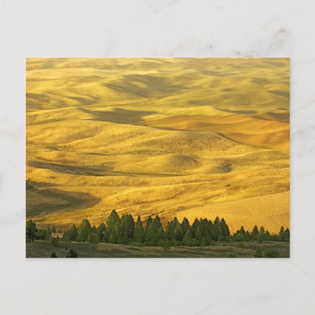 USA, Washington, Whitman Landkreis, Palouse, Weize Postkarte (Vorderseite)