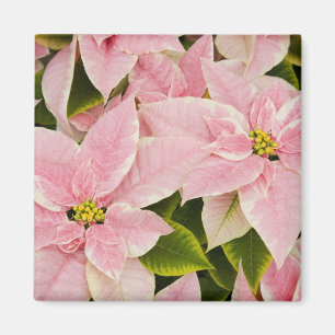 USA, Washington, Woodinville, Kinderzimmer Molbak, Magnet