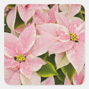 USA, Washington, Woodinville, Kinderzimmer Molbak, Quadratischer Aufkleber