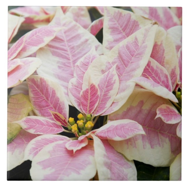 USA, Washington, Woodinville, Molbaks Kinderzimmer Fliese (Vorderseite)