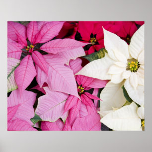 USA, Washington, Woodinville, Molbaks Kinderzimmer Poster