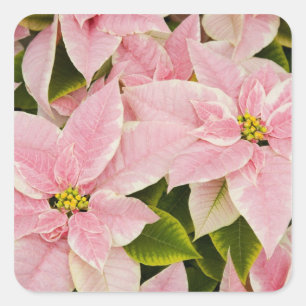 USA, Washington, Woodinville, Molbaks Kinderzimmer Quadratischer Aufkleber