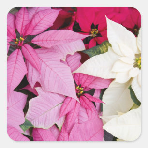 USA, Washington, Woodinville, Molbak's Nursery, 2 Quadratischer Aufkleber