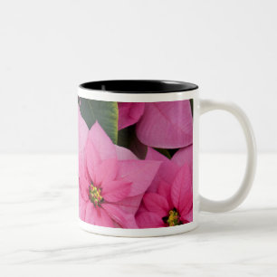 USA, Washington, Woodinville, Molbak's Nursery, 3 Zweifarbige Tasse