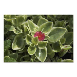 USA, Washington, Woodinville, Sedum Blume Fotodruck
