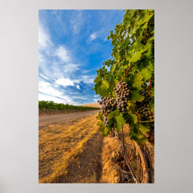 USA, Washington, Yakima Valley. Merlot Trauben Poster (Vorne)