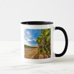 USA, Washington, Yakima Valley. Merlot-Trauben Tasse