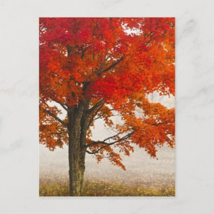 USA, West Virginia, Davis. Rotahorn-Ahorn im Herbs Postkarte