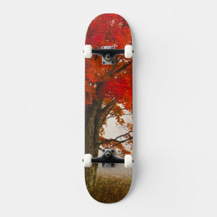 USA, West Virginia, Davis. Rotahorn-Ahorn im Herbs Skateboard