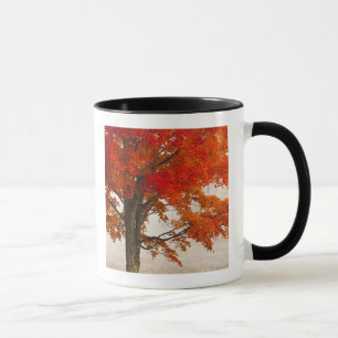 USA, West Virginia, Davis. Rotahorn-Ahorn im Herbs Tasse
