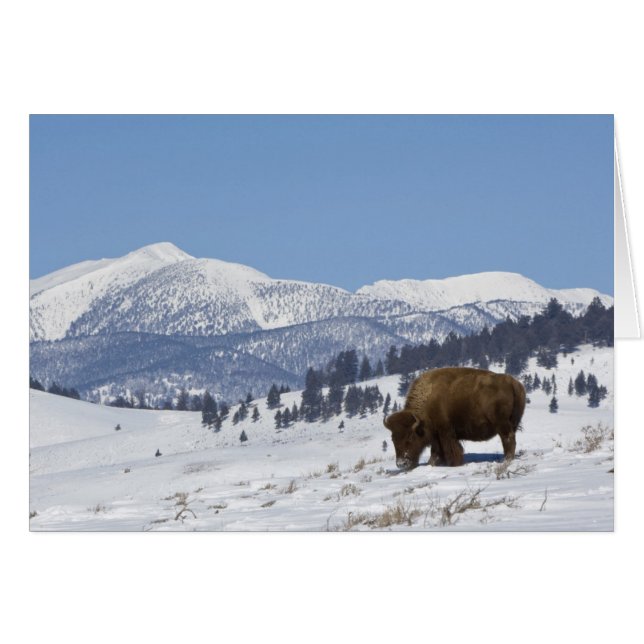 USA, WY, Yellowstone NP, American Bison Bison (Vorderseite (Horizontal))