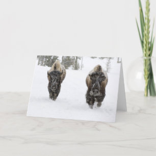 USA, WY, Yellowstone NP, American Bison (Bison) Karte