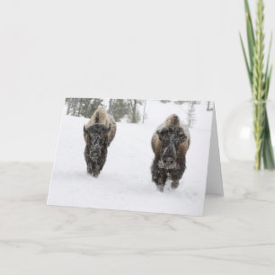 USA, WY, Yellowstone NP, American Bison (Bison) Karte