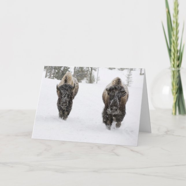 USA, WY, Yellowstone NP, American Bison (Bison) Karte (Vorderseite)