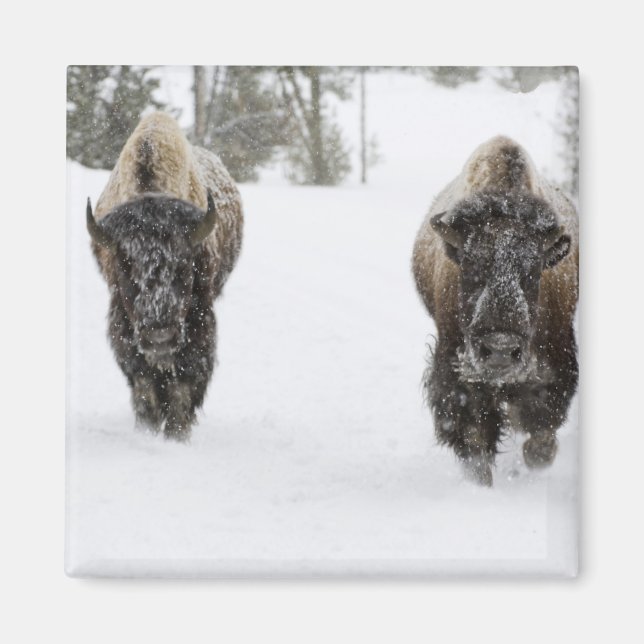 USA, WY, Yellowstone NP, American Bison (Bison) Magnet (Vorne)