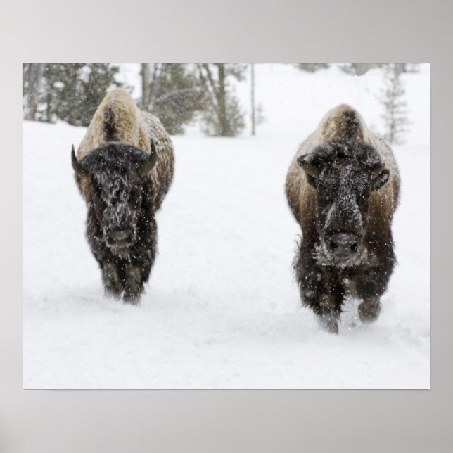 USA, WY, Yellowstone NP, American Bison (Bison) Poster (Vorne)