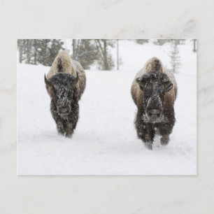 USA, WY, Yellowstone NP, American Bison (Bison) Postkarte